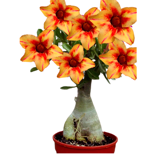 ���� ������������ ������ ������� ������� ������ 3 ��., ������ �� 600 ���