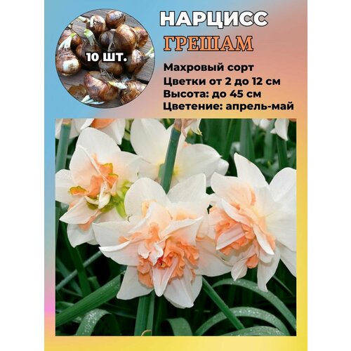 ���� ������� ��������, ����������� ���������� �����, 10 ��., ������ �� 1100 ���