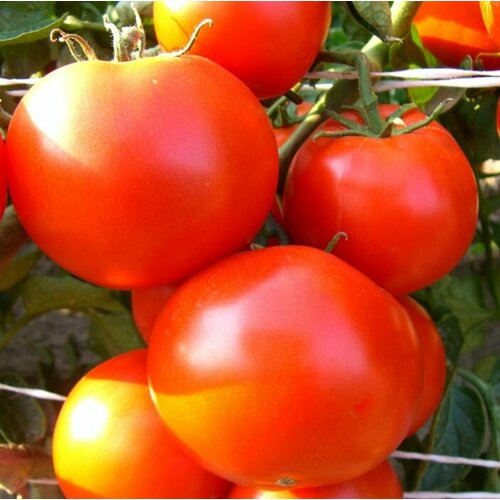 ���� ������ ����� ����������, ������ �� 43 ���