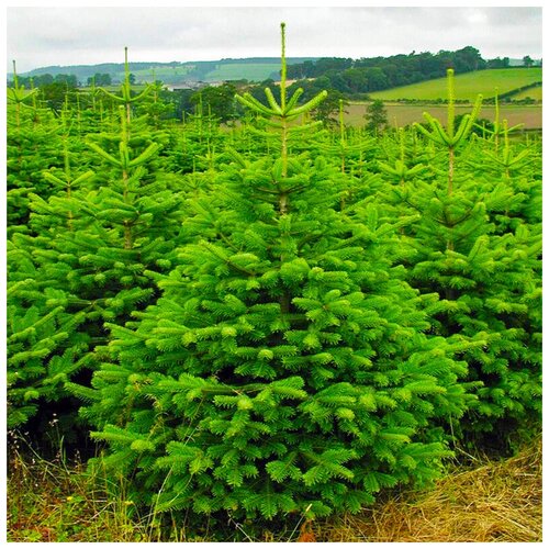 ���� ������ ��������� ����� �������� �������, 30 ��, ������ �� 383 ���