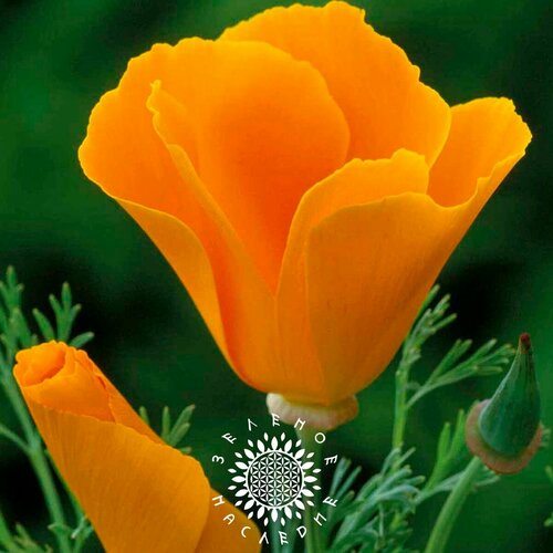     (. Eschscholzia californica) 100   -     , -, 