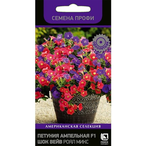 ���� ������ ������� 