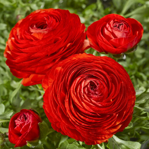 ���� ������� ����������� (�����) ������� 11��., ������ �� 777 ���