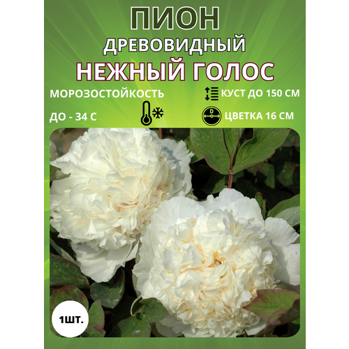 ���� ���� ������ ����� 1 ��., ������ �� 650 ���