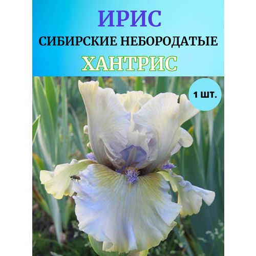 ���� ���� �������� �������, ����������� �����, ������ �� 450 ���