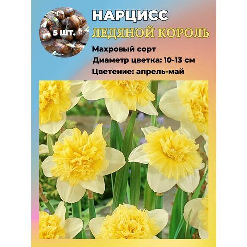 ���� ������� ��������, �������� 5 ����, ������ �� 550 ���