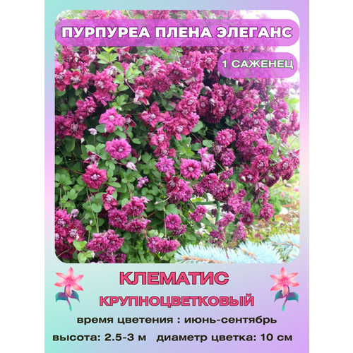 ���� �������� �������� ����� �������, ������ �� 800 ���