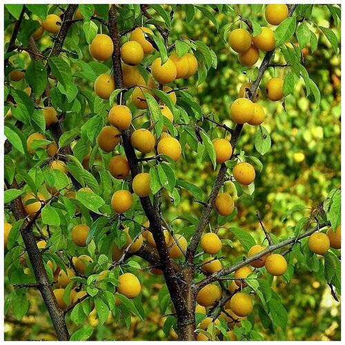 ���� ������ ������ ����� ����� ������� ��������� 5 ��., ������ �� 300 ���