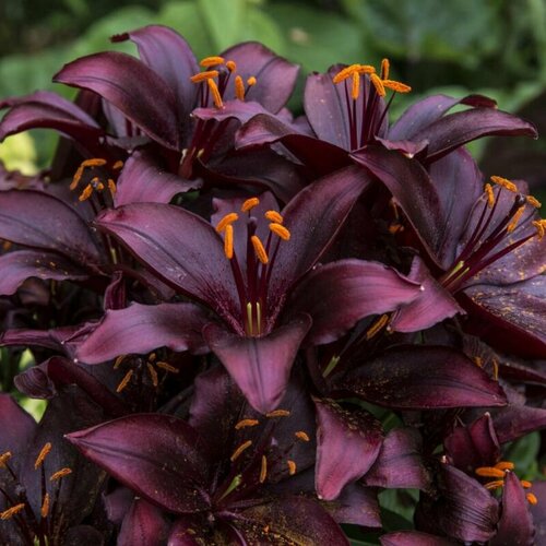 ���� �����, �������� ����� 