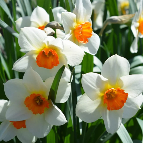 ���� �������� �������� SEMPRE AVANTI ( 5 �� ), ������ �� 600 ���