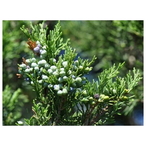    (. Juniperus virginiana)  20,   339 