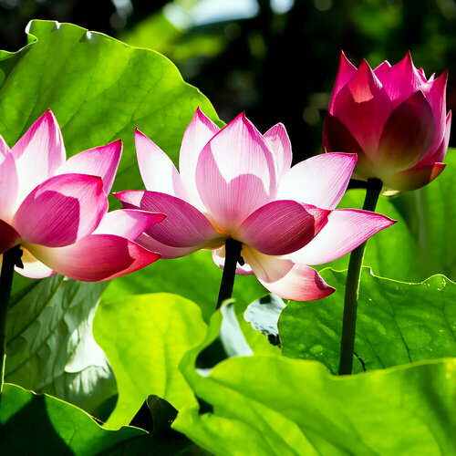 ���� ����� ����������� ������, ������, 5 ��, ������ �� 367 ���