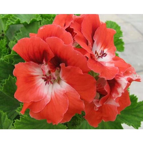 ���� ������ ���������� ����������� �������� 4 �� (1 �������� (O)), ������ �� 684 ���