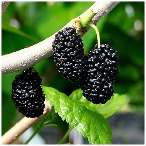 ���� ������ ������ ��������� alba ������ 20 ��., ������ �� 267 ���