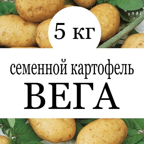 купить Картофель семенной клубни Вега 10 кг интернет магазин - доставка и заказ по Москве, Санкт-Петербургу, России и СНГ
