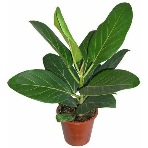 ���� ����� �����������, ������, ������ �� 394 ���