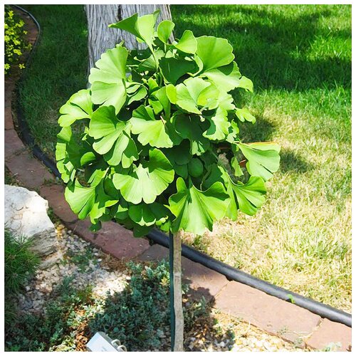 ���� ������ ��������� ������ ������ ���������, 3 ��, ������ �� 346 ���