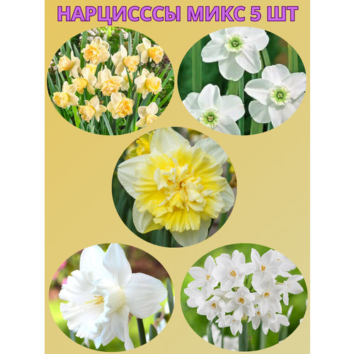 ���� �������� ����������� �����, �������� 5 �� ����5, ������ �� 450 ���