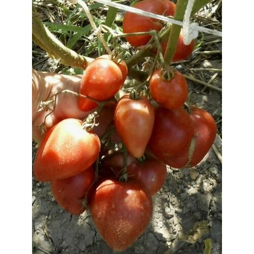 ���� ������ ����� ������ �������� ������� 20 ��., ������ �� 59 ���