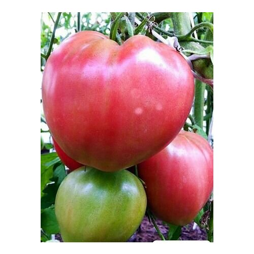 ���� ����� ����� ������ ������� (3 ��������), ������, ������ �� 339 ���