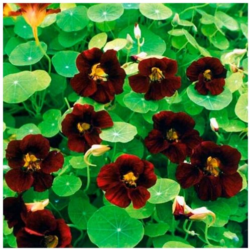 ���� ������ ������ ��������� ������ ������ 10 ��., ������ �� 300 ���