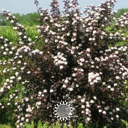 ���� ������ ������������� ������������� 