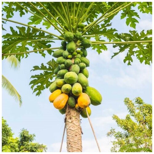     Coorg Honeydew 30 .,   350 