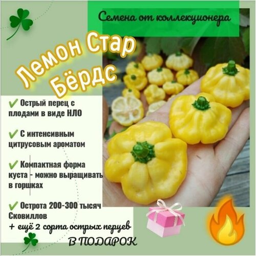 ���� ����� ������ 