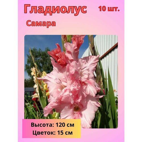 ���� ��������� ��������������� ������, �������� ����������, ������ �� 800 ���