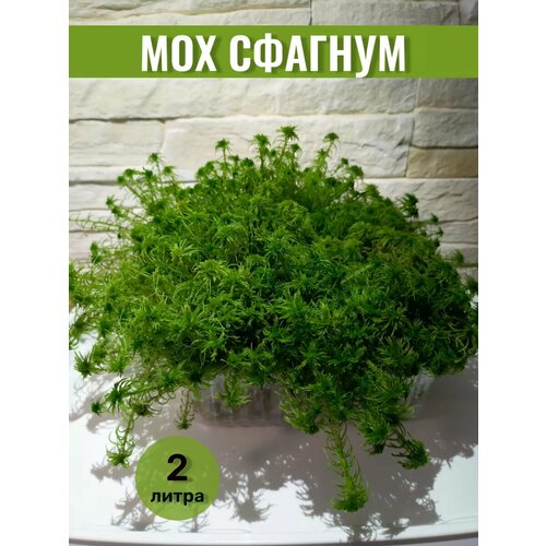 ���� ��� ������� ������ ������ ��� ������ � ������� 2�, ������ �� 479 ���