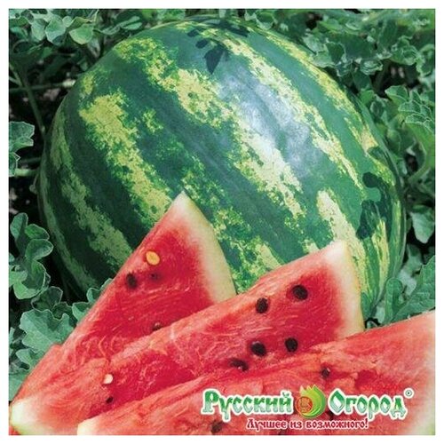 ���� ������. ����� 