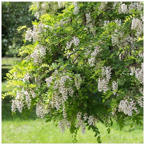 ���� ������ ������ ������� �������������� 20 ��., ������ �� 300 ���