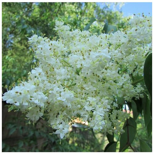 ���� ������ ������ ������ �������� 20 ��., ������ �� 330 ���