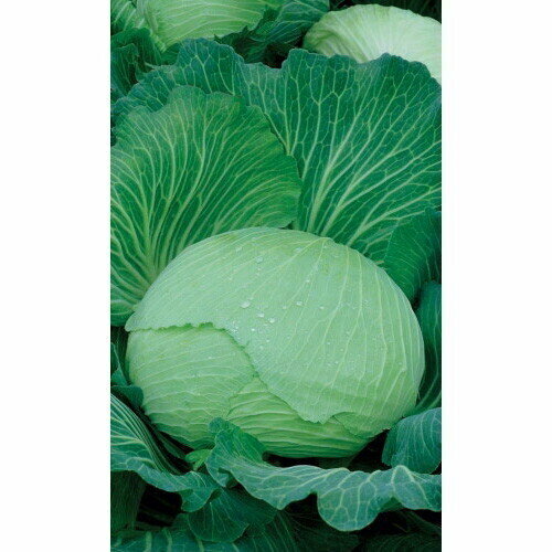 ���� ������ ������� ������������ �������� �������� F1 0,3�� (��) �/�, ������ �� 60 ���