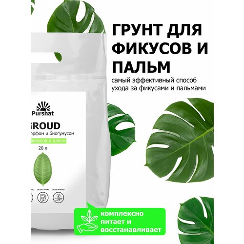 ���� ����� (�����) ��� ������� � ����� ������. � ������ � ���������� ��� ��������� ����� � �������������� �������� (Purshat) 20�, ������ �� 1634 ���