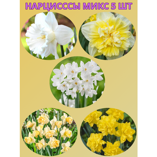 ���� �������� ����������� �����, �������� 5 �� ����1, ������ �� 450 ���