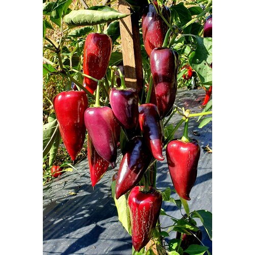 ���� ������ ����� ������� ��������� ����� / Seeds And Goods / � �������� zip-lock ��� ���������� 15 �����, ������ �� 249 ���