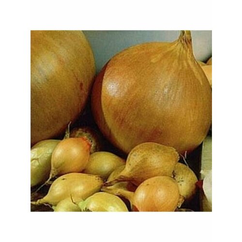 ���� ��� ����� ���� 0,5 ��, ������ �� 550 ���