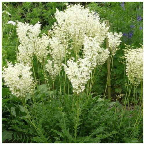 ���� ������ ������ �������� �������������� 40 ��., ������ �� 320 ���