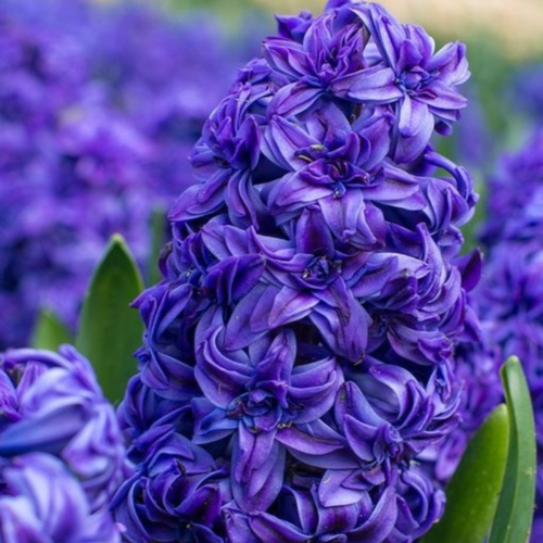   MANHATTAN (2 ),   535 