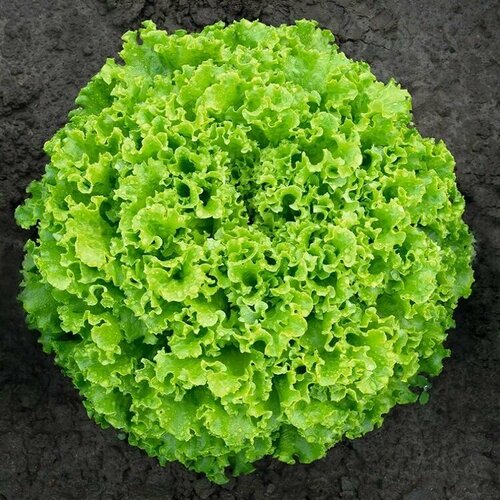 ���� ����� ������, ������������ ���� �������-�������� ����� ���������������� ��� ����������� � �������-������ ������, 20 �����, ������ �� 243 ���