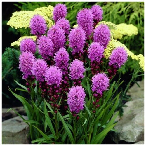 ���� ������ ������ ������� ���������� 30 ��., ������ �� 250 ���