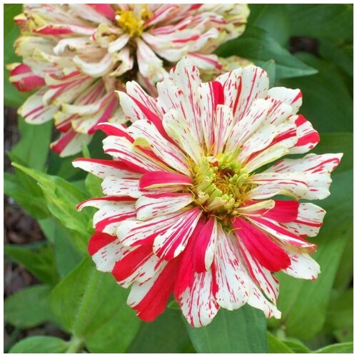 ���� ������ ������ ������ ����� ������ 35 ��., ������ �� 250 ���