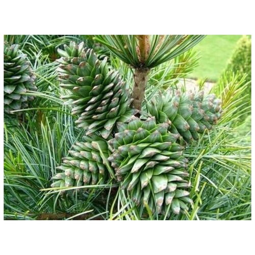    -   (. Pinus koraiensis)  20,   339 