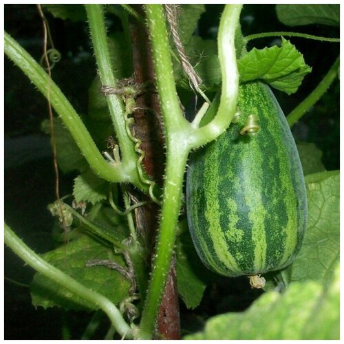 ���� ������ ������ �������� �������� 5 ��., ������ �� 300 ���