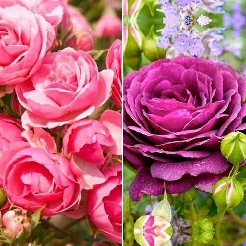       2 (  1 . /  1 .),   1004 