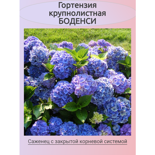 ���� ������������� ��������� ������� (�������), ������ �� 741 ���