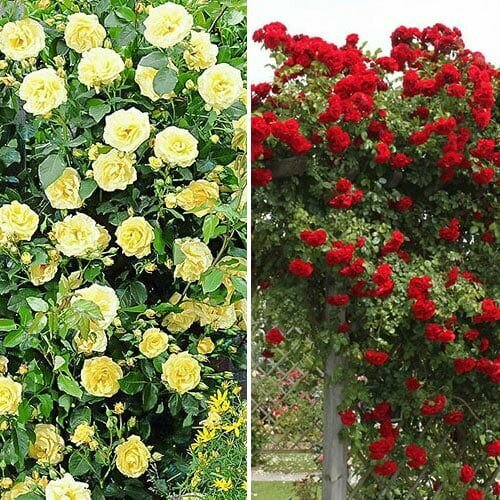 ���� �������� ��������� ��� ��� �� 2 ������ (������� 1 ��./������ ������ 1 ��.), ������ �� 1004 ���