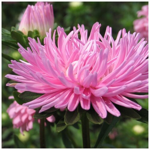 ���� ������ ������ ����� ���� 50 ��., ������ �� 250 ���