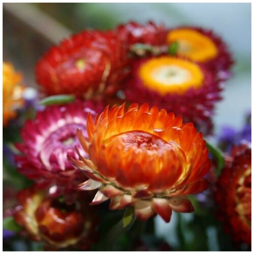 ���� ������ ������ ����������� ��������� ��������� 100 ��., ������ �� 250 ���